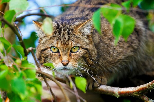 Wild cat hunting in the forest