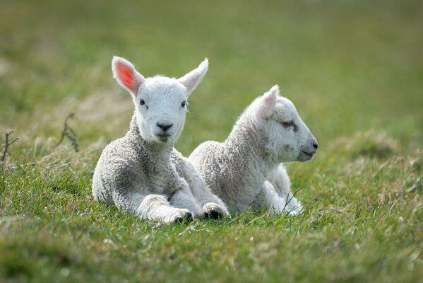 Agneaux blancs se trouvent sur l herbe