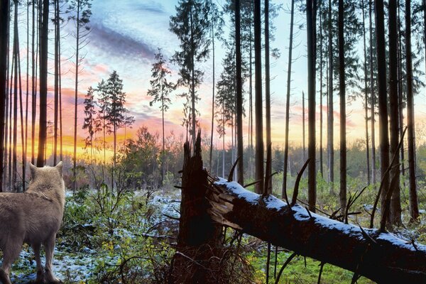 A wolf , a blue sky and a forest in all its glory ????