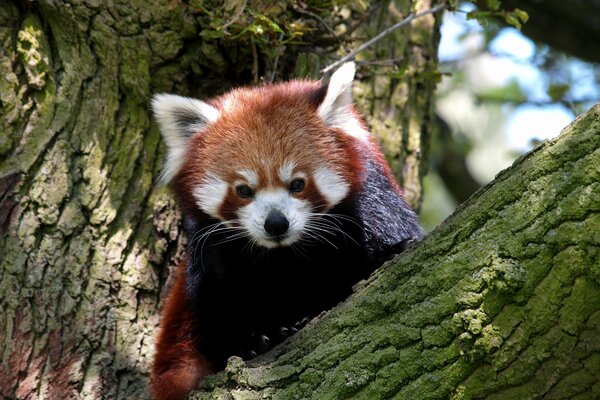 Roter Panda sitzt auf einem Baum