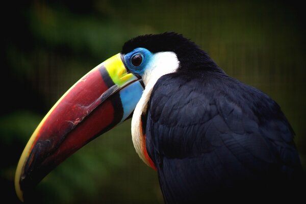 Toucan au bec brillant