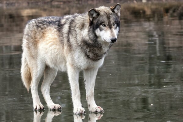 The wolf looks thoughtfully into the distance