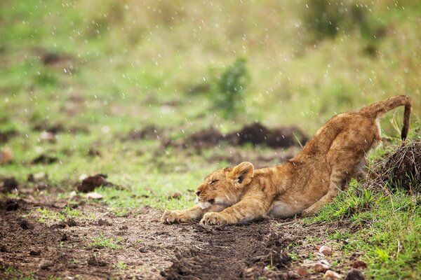 Sorseggia un cucciolo di leone sotto la pioggia