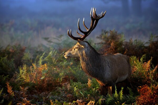 A red deer in the forest looking towards the sun