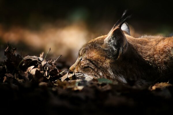 Der Luchs liegt im Herbstlaub