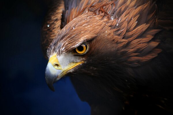 Oiseau de proie aigle d or