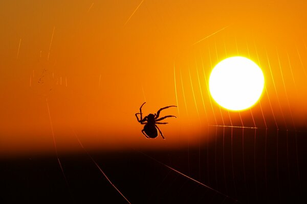 Ragno su una ragnatela sullo sfondo del tramonto