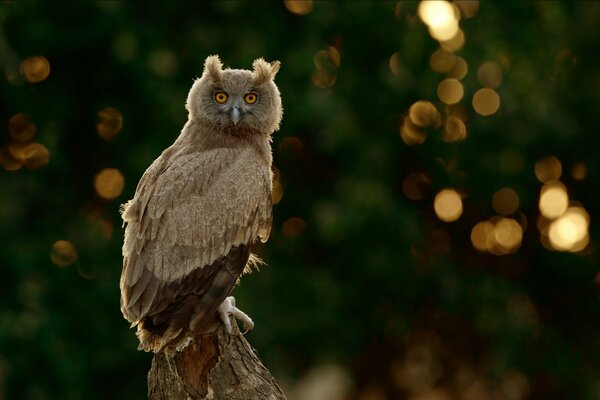 An owl on a blurry background turned around and looks at the camera