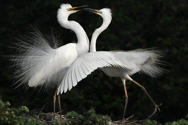 Oh, this dance of a couple of white herons