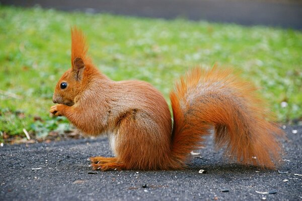 A red squirrel nibbles a nut