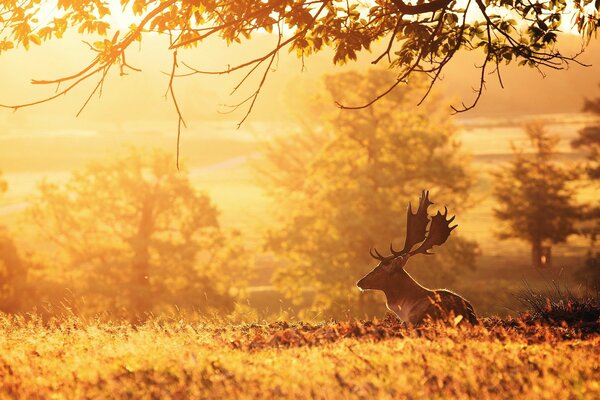 Am frühen Morgen des Hirsches in der Natur