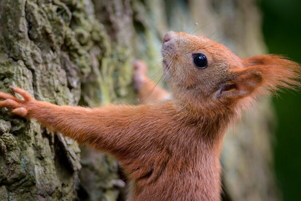 A red squirrel climbs a tree