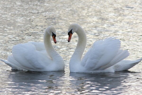 A beautiful pair of white swans