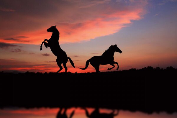 Pferde reiten bei Sonnenuntergang