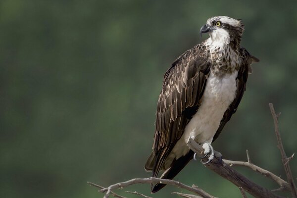 Oiseau faucon nature