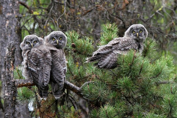 Famille des barbus sur une branche