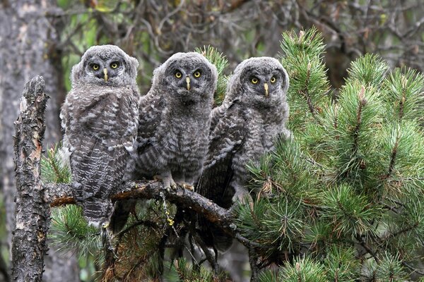 Three gray owls on one pine branch