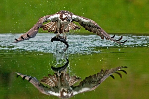 Fischadler haben Fische im See gefangen. greifvogel jagt fische