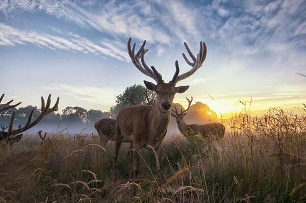 Eine Herde von Hirschen im Feld bei Sonnenaufgang