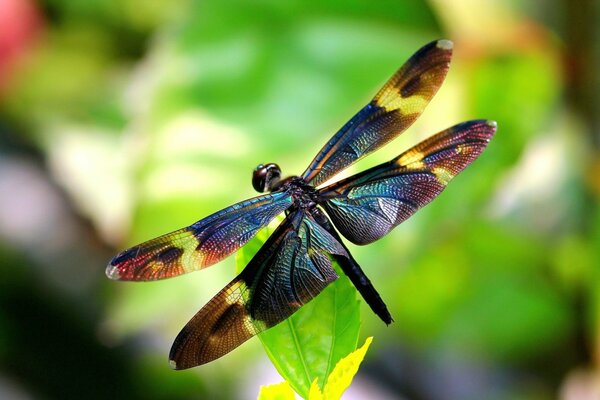 Libélula con alas de colores en una hoja