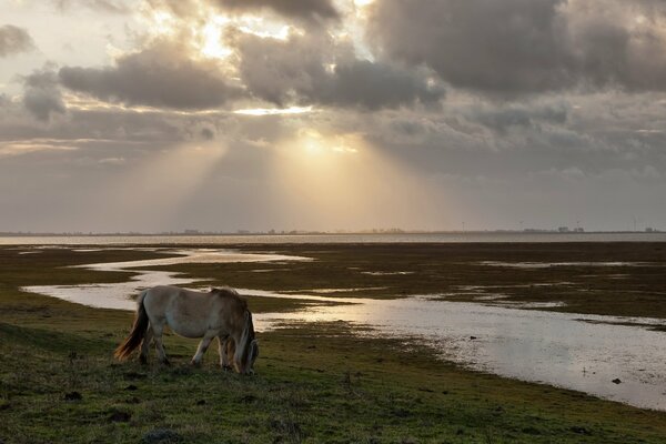 Horse on the background of a field, river and sun