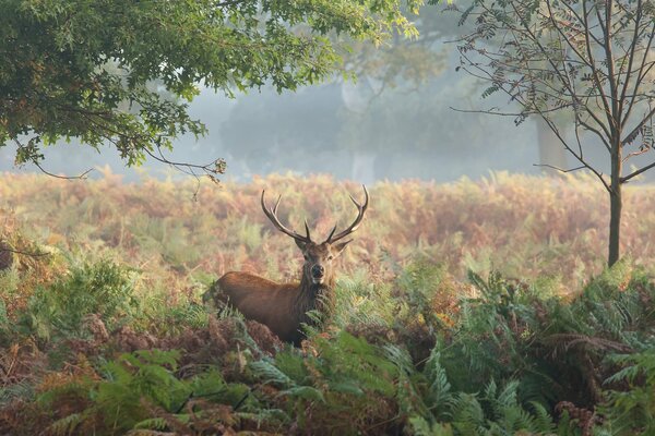 Cerf dans la forêt d automne avec des arbres et des fougères