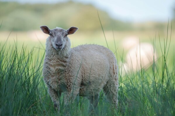 Mouton blanc dans l herbe sur fond flou