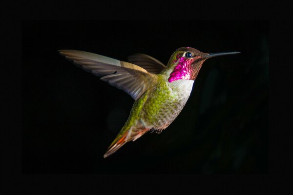 Kolibri-Vogel auf schwarzem Hintergrund