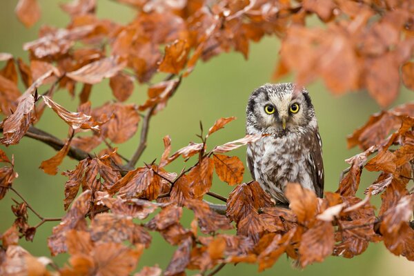 Hibou sur une branche parmi le feuillage