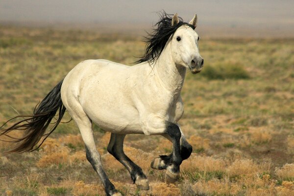 Cavallo con criniera in via di sviluppo