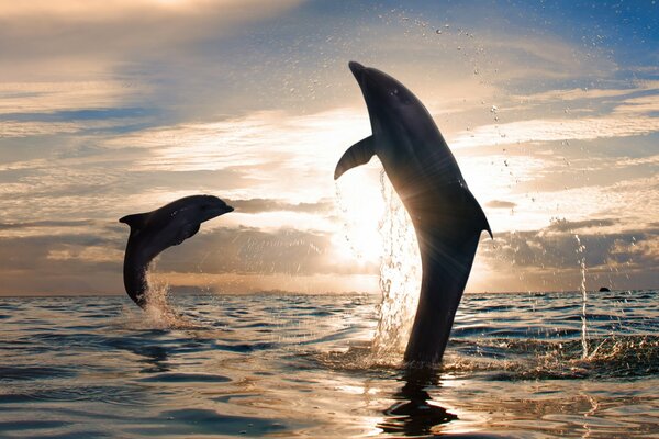 Delfines saltando fuera del agua al atardecer