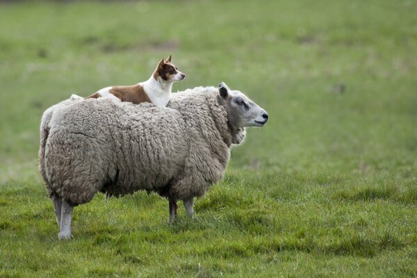 Freundschaft zwischen Schaf und Hund auf der Wiese