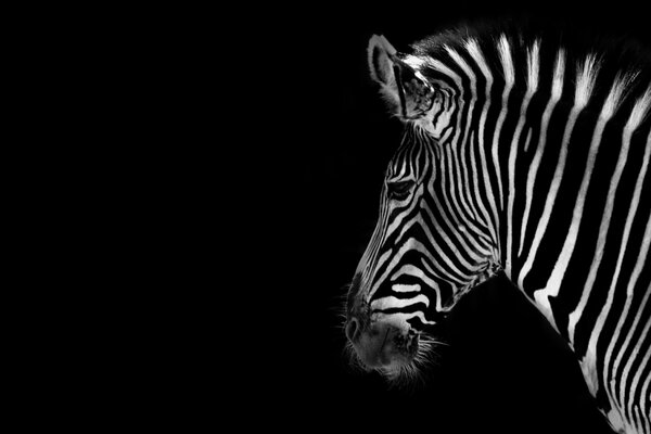 Zebra on a black background