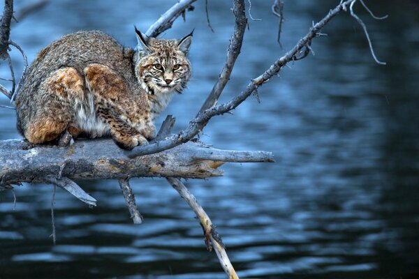 Lynx on the branches of a dry tree above the water