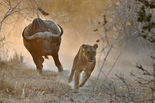 Un Toro persigue a una Leona en África