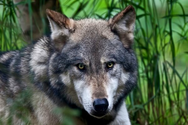 Les yeux du loup. Le regard du prédateur