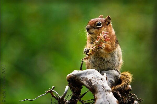 A chipmunk sitting on a dry branch holds a cone