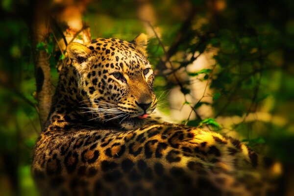 El leopardo yace en las hojas y caza