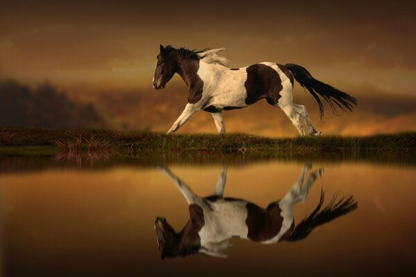 Wild stallion near the water. horse. a beautiful horse