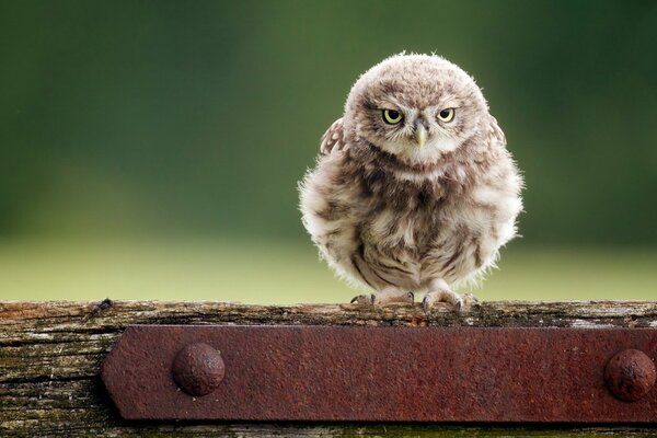 Serious owl photo portrait