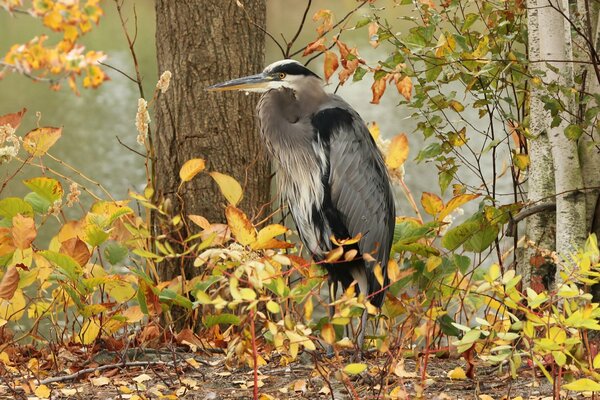 Le héron gris est difficile à repérer dans les arbres