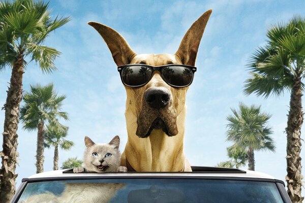 Marmaduke with glasses in the car with a cat