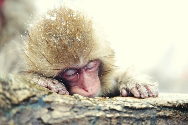 Macaco japonés durmiendo en la nieve