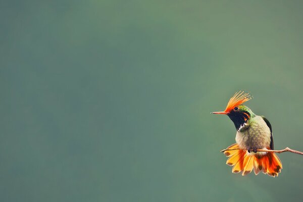 A hummingbird bird sits on a branch with a blurry background