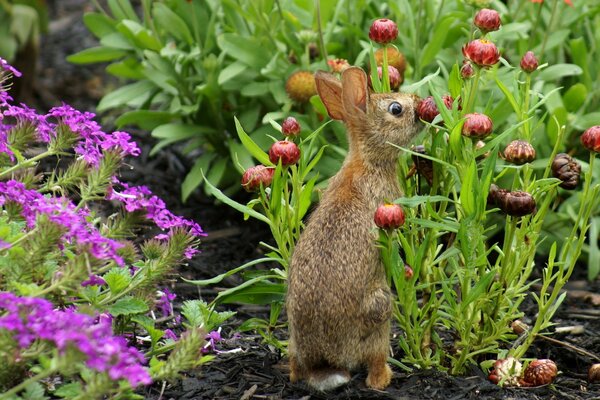 Lapin assis dans un jardin de fleurs