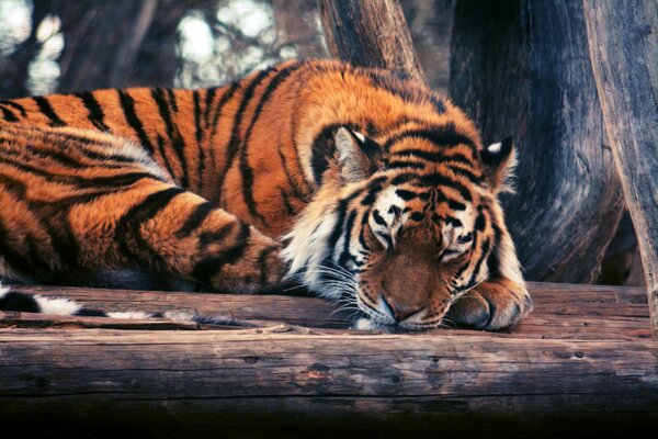 El sueño Pacífico del tigre dormido