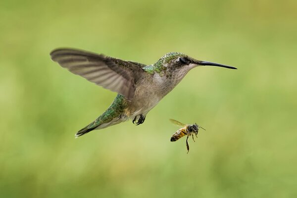 Colibrí en vuelo junto a una abeja