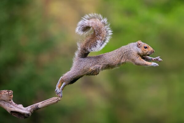 Eichhörnchen im Sprung. das Eichhörnchen springt. eichhörnchen. flauschiger schwanz