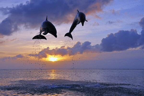 A pair of dolphins jumping at sunset