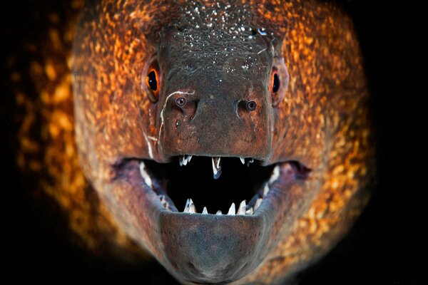 Moray eel fish in full face in macro shooting